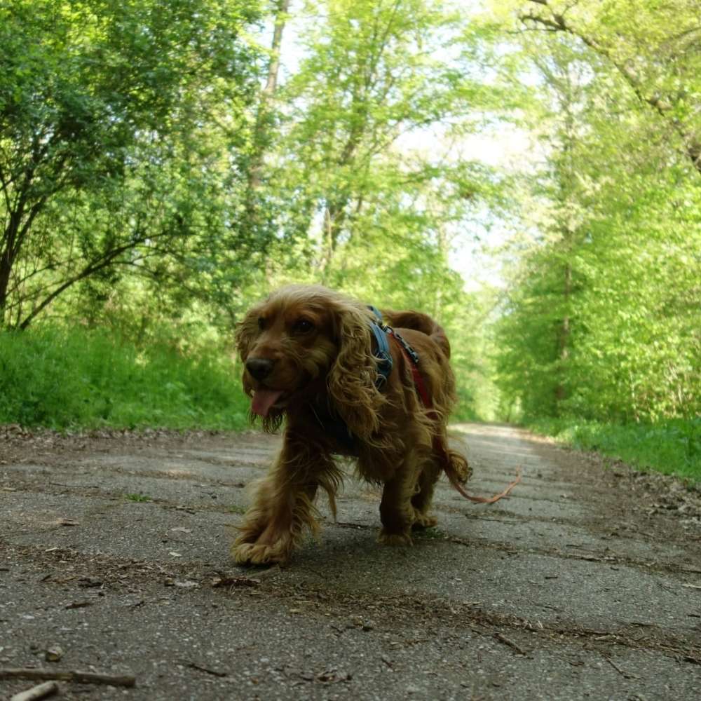 Hundetreffen-Gassipartner und Spielgefährte gesucht-Profilbild