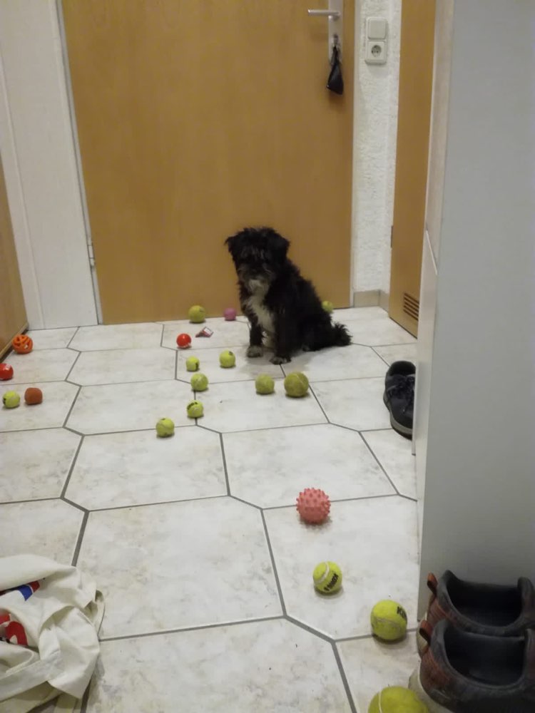 Hundetreffen-Gassirunde mit Nelson und Kira-Profilbild