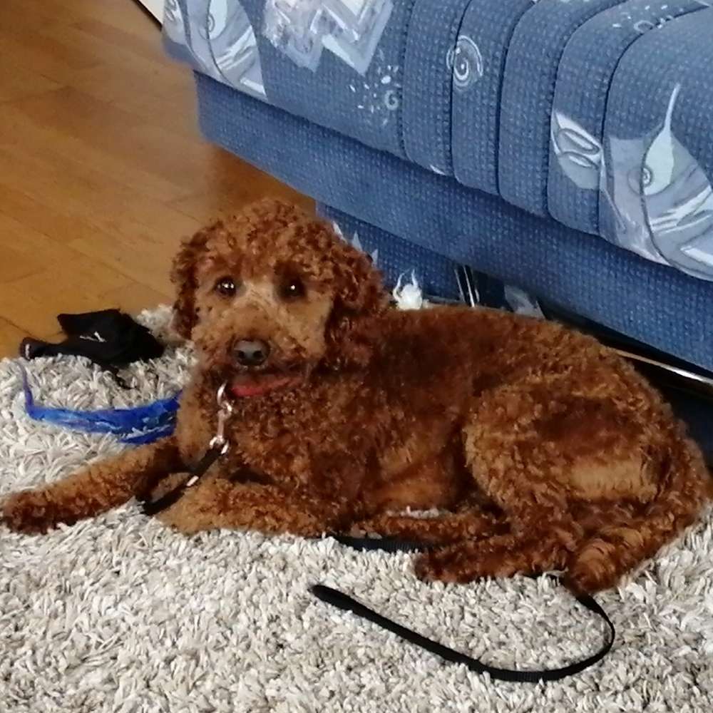 Hundetreffen-Spiel- und Gassirunde-Profilbild