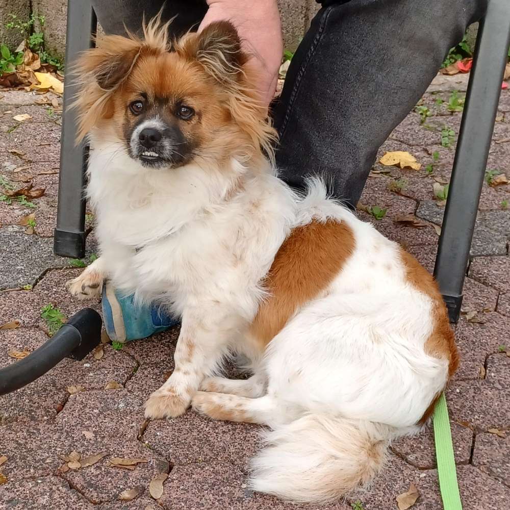 Hundetreffen-Suche Spiel- und Gassifreunde-Profilbild