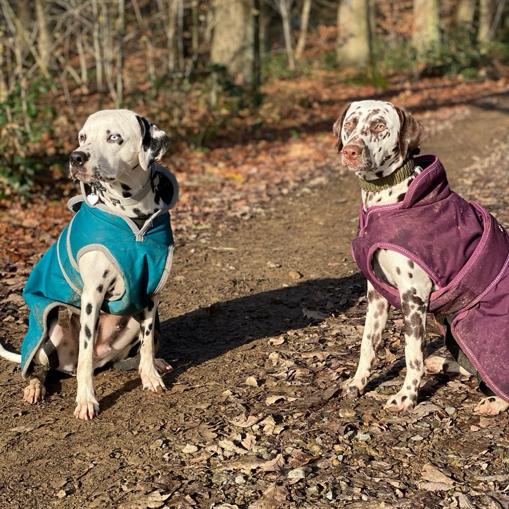 Hundetreffen-Spiel und Spaß-Profilbild