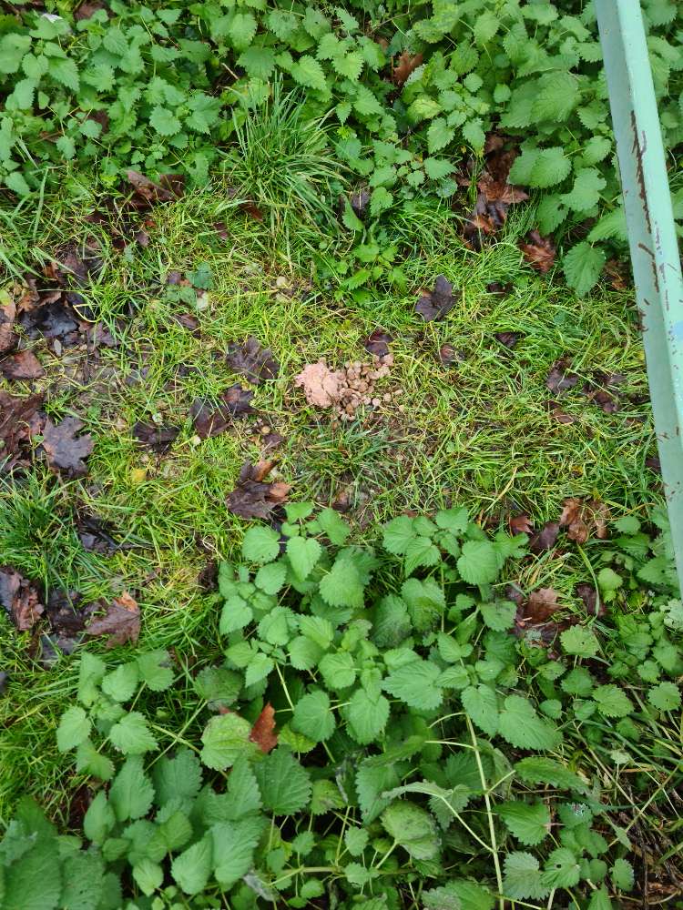 Giftköder-Möglicher Giftköder-Profilbild