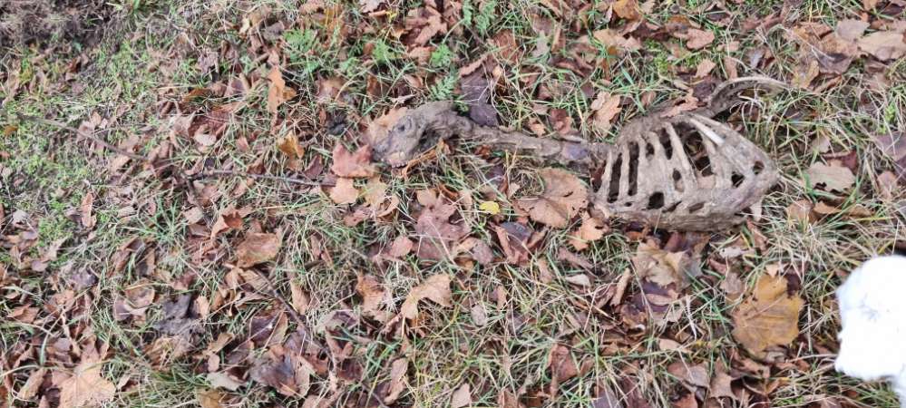 Giftköder-Überreste vom Reh-Profilbild