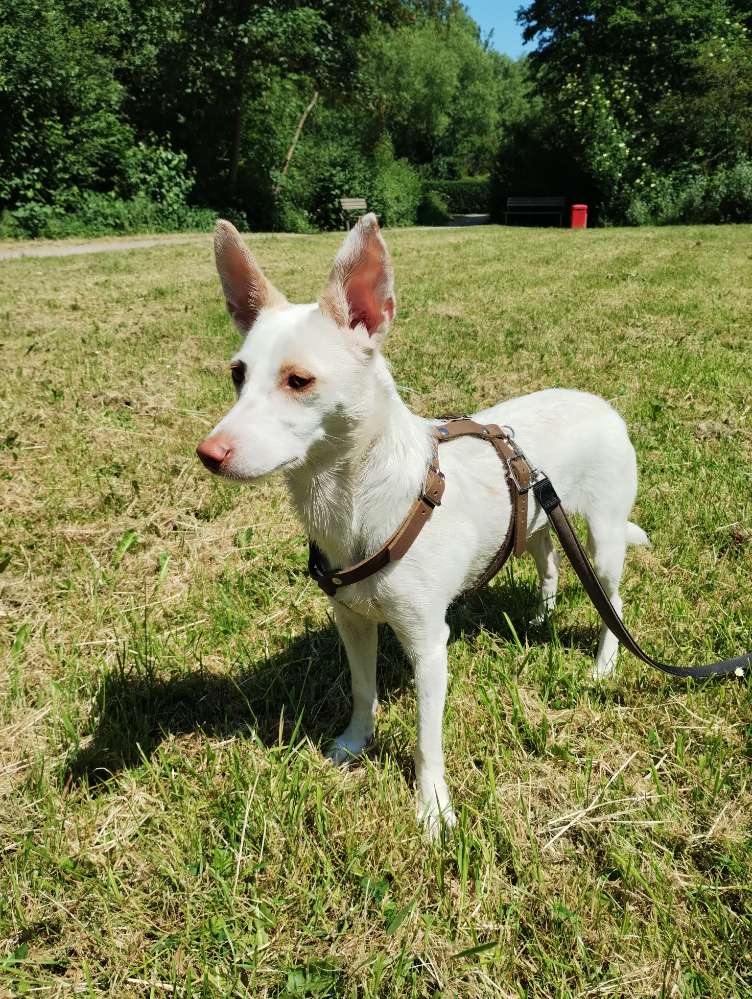 Hundetreffen-Spielpartner(in) für Podengo Mix gesucht-Profilbild