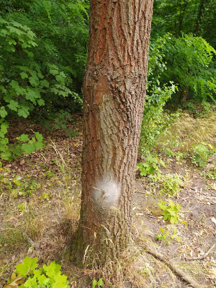 Giftköder-Eichenprozessionsspinner-Profilbild