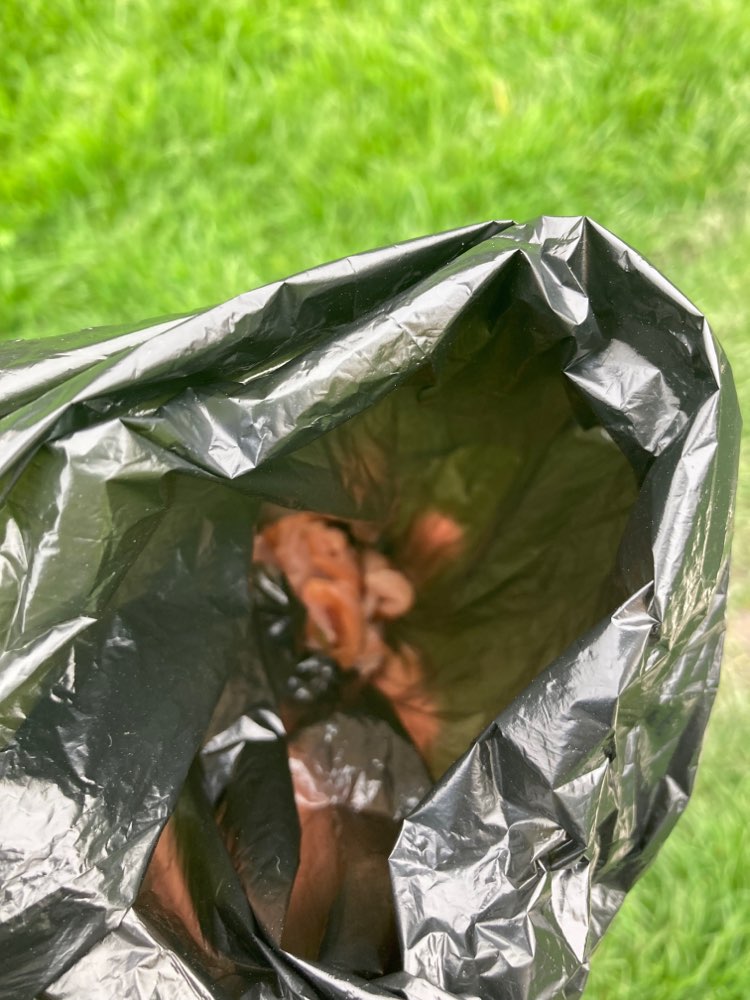 Giftköder-Evtl Giftköder-Profilbild