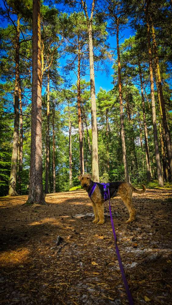 Hundetreffen-Gassi ohne Kontakt-Profilbild