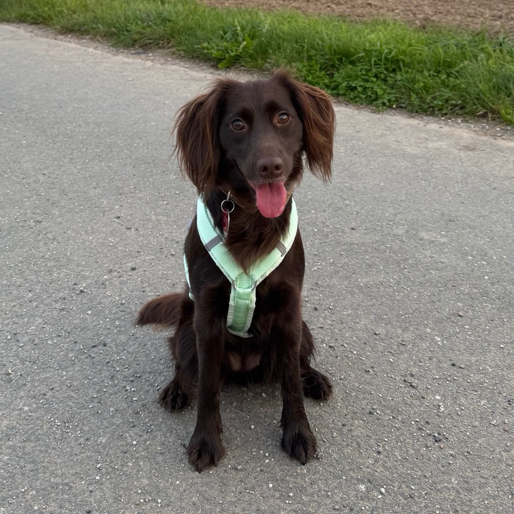 Hundetreffen-Gassi- und Spielrunden-Profilbild