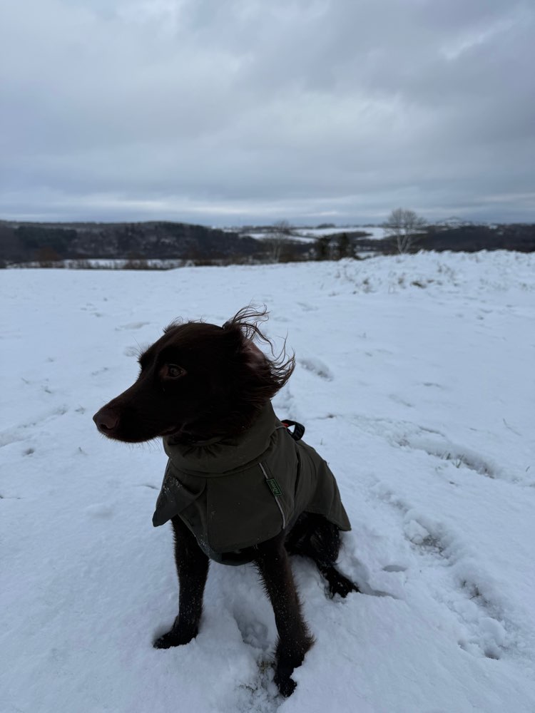 Hundetreffen-Suche Hundefreunde-Profilbild