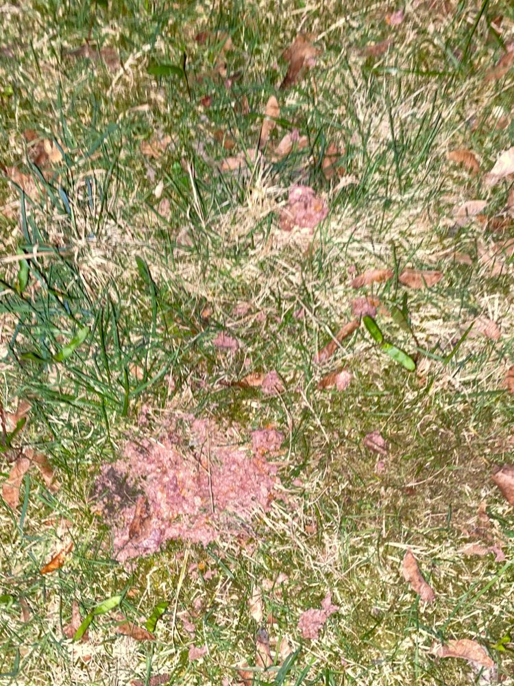 Giftköder-Vermutlich Giftköder, Fleisch-Profilbild