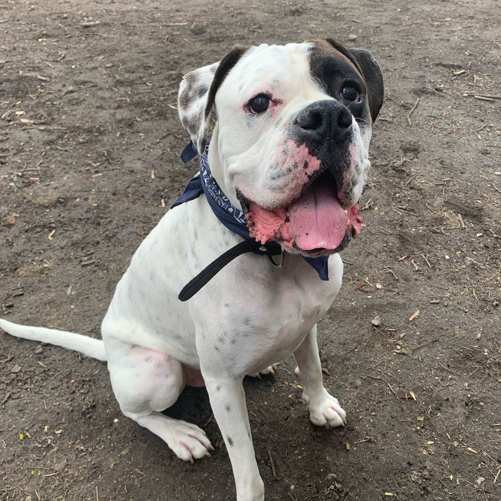 Hundetreffen-Spielrunde für die Bollerköppe-Profilbild