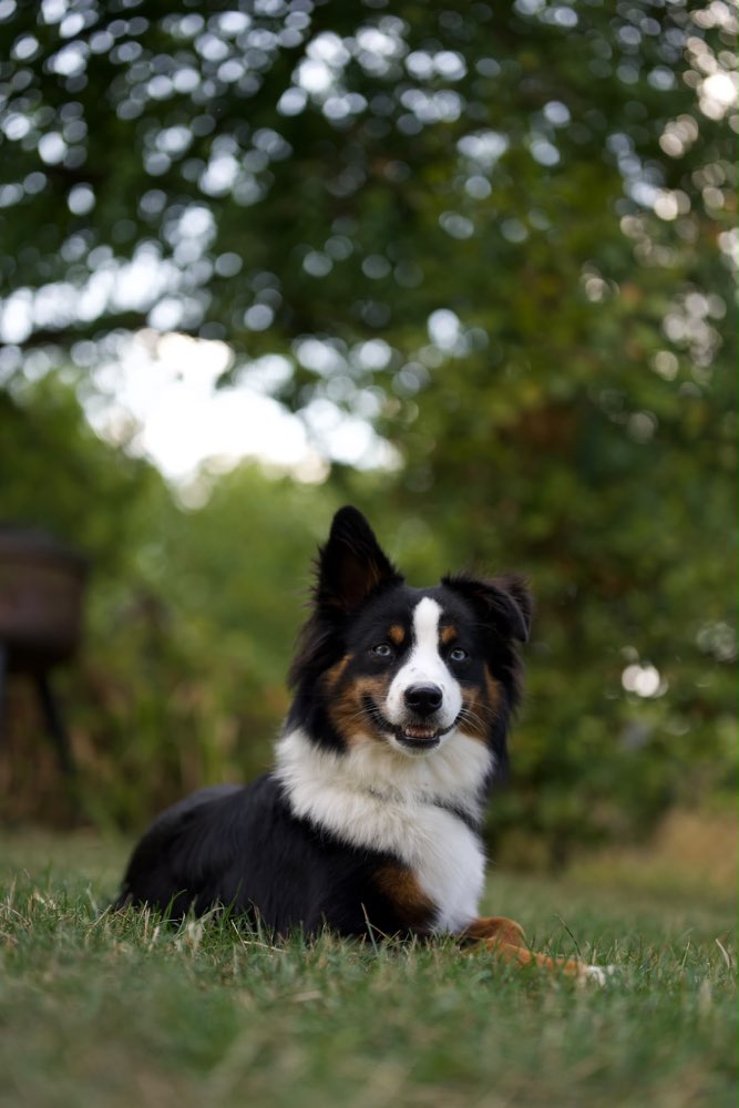 Hundetreffen-Spielen in Egelsbach-Profilbild