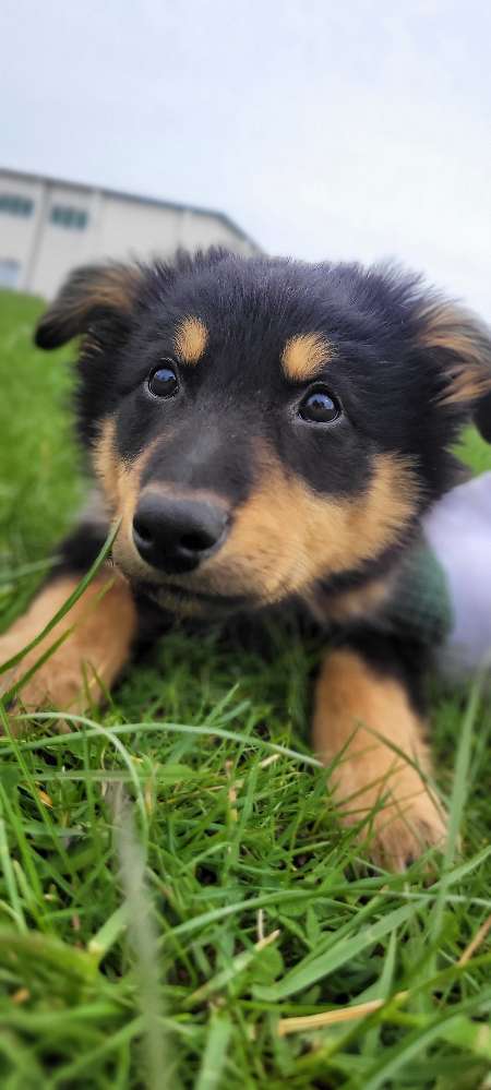 Hundetreffen-MEIN WELPE LOKI SUCHT EIN BUDDY ZUM SPIELEN-Profilbild