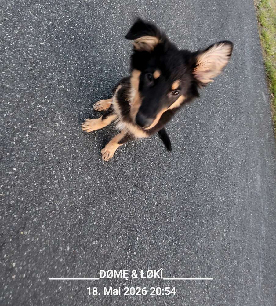 Hundetreffen-Abend Runde (Spaziergang)-Profilbild