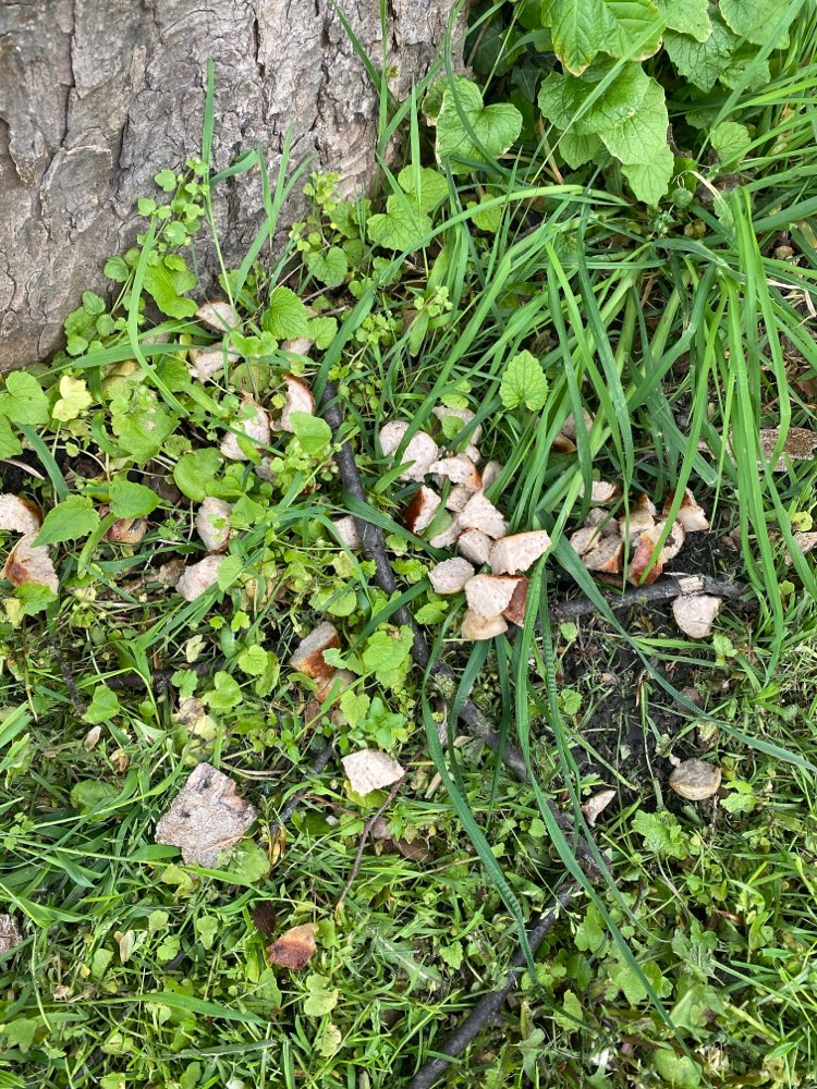 Giftköder-Vermeintliche Giftköder am Schloßhof-Profilbild