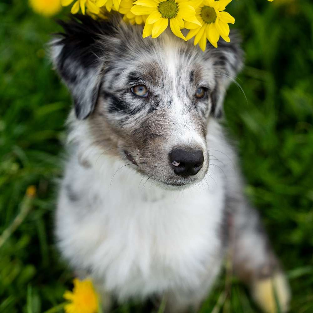 Hundetreffen-Welpentreffen Stephansposching-Profilbild