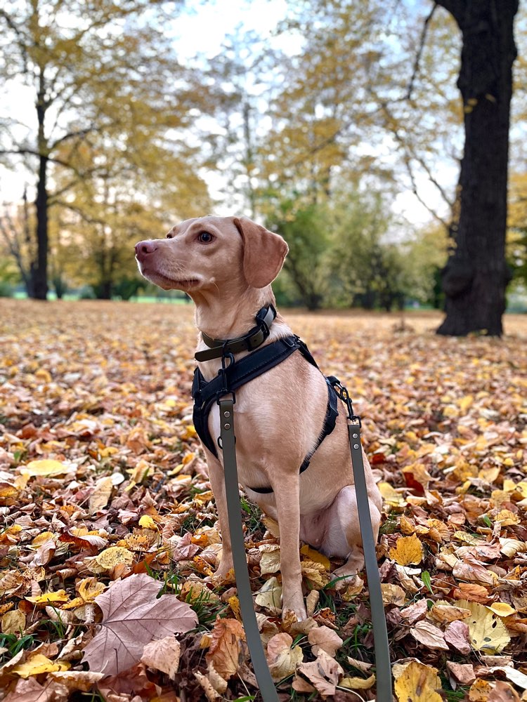 Hundetreffen-Gemeinsame Gassirunden in Stötteritz und Umgebung-Profilbild