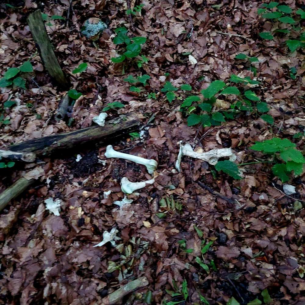Giftköder-Mehrere Knochen vermutlich vom Wild-Profilbild