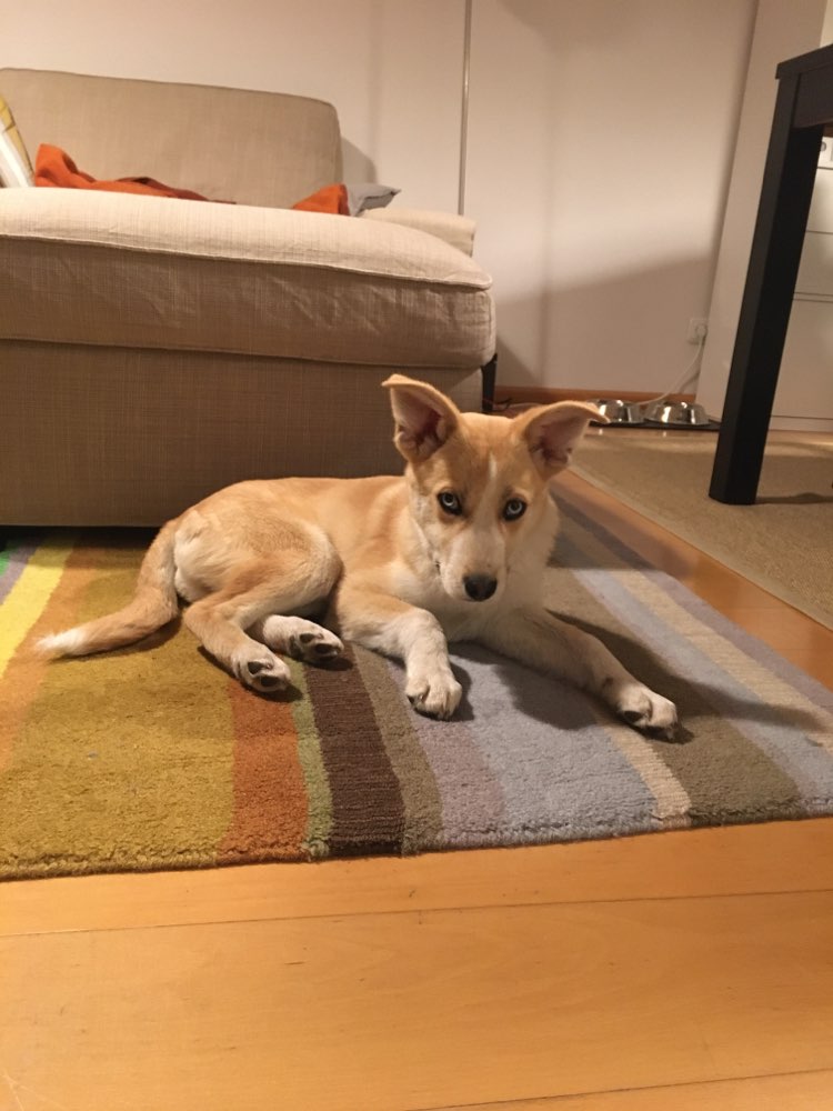 Hundetreffen-Spielfreund_in gesucht-Profilbild