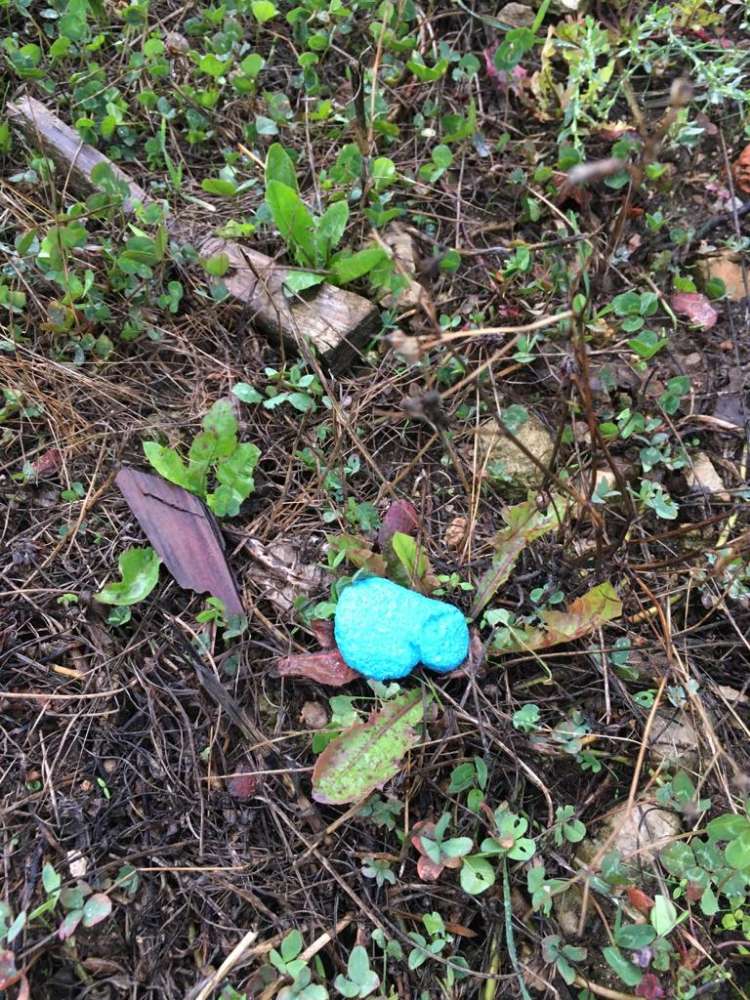 Giftköder-Rattengiftköder in Wolkenstein!-Profilbild