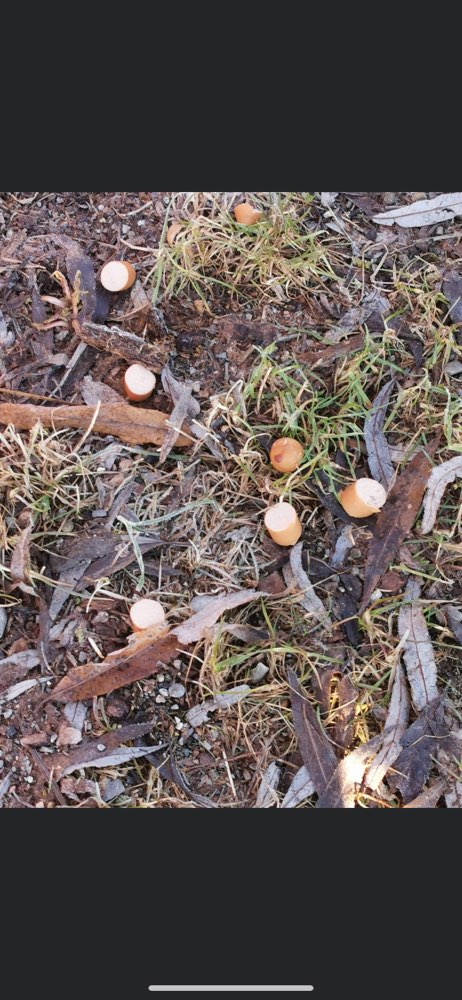 Giftköder-Ausgelegte Wienerle am Modeon-Profilbild