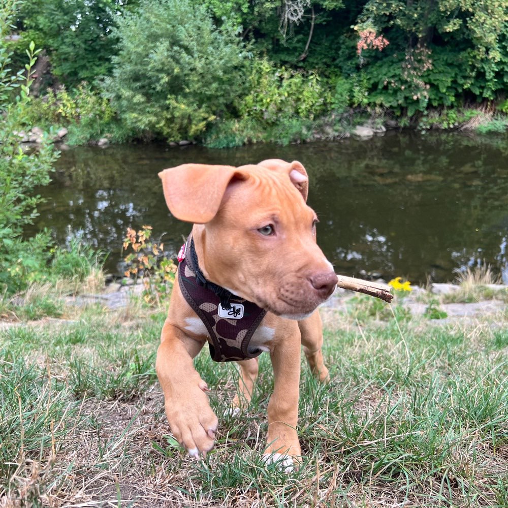 Hundetreffen-Spielfreunde gesucht-Profilbild