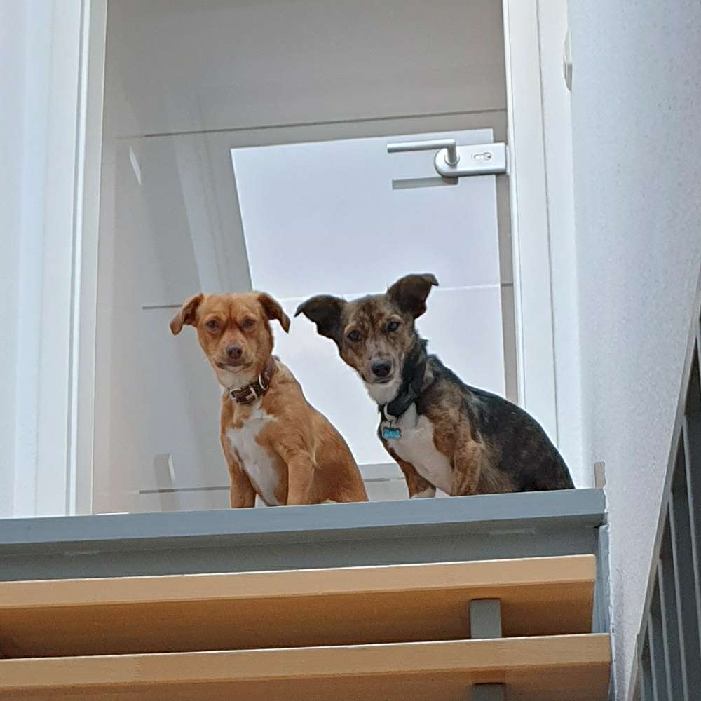 Hundetreffen-Hundebegegnung-Profilbild