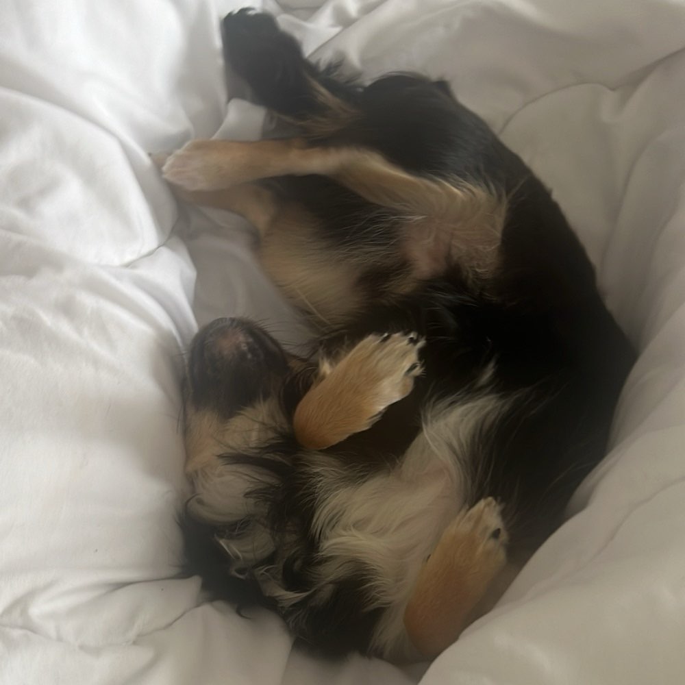 Hundetreffen-Spazierpartner gesucht / Trainingspartner-Profilbild