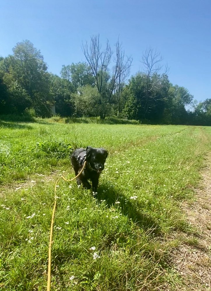 Hundetreffen-Ruhige Gassirunden-Gesellschaft-Profilbild