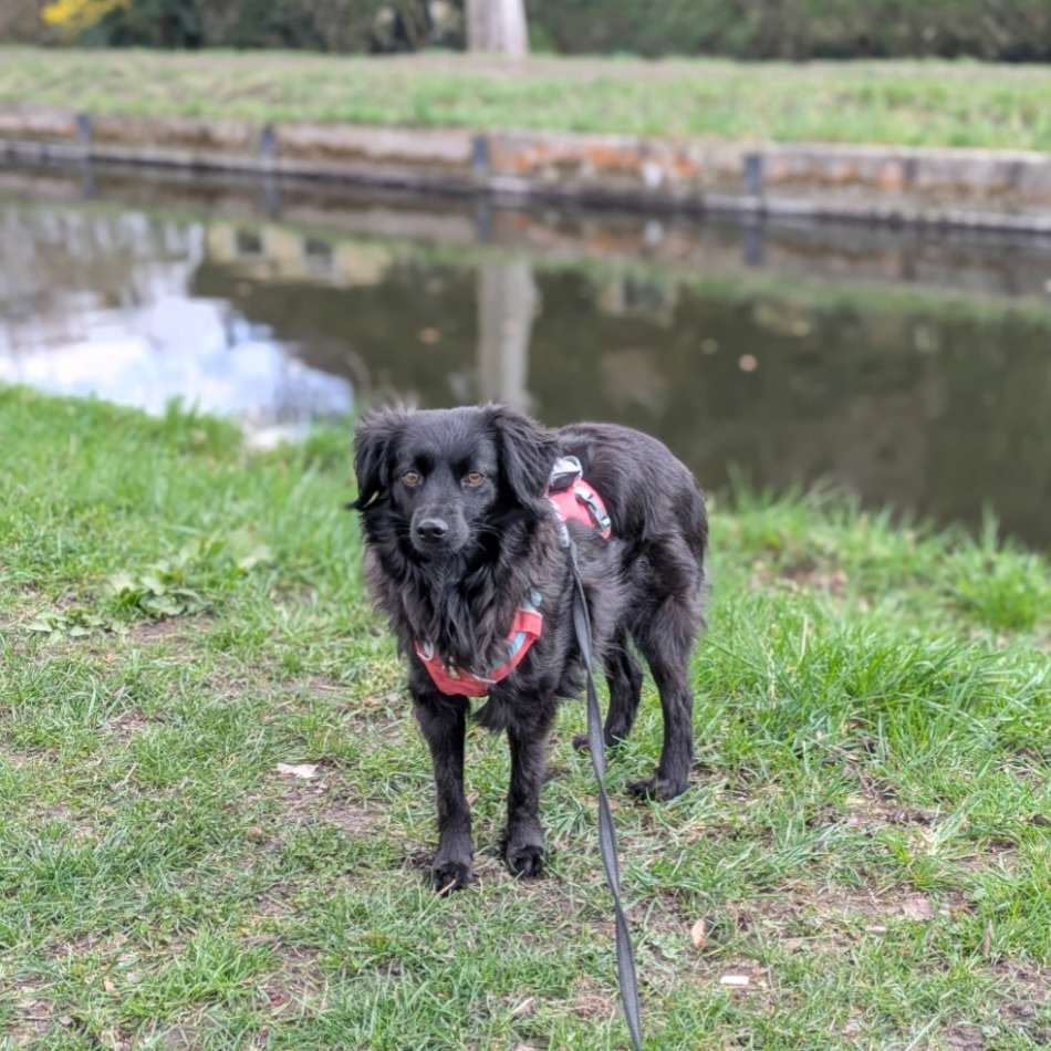 Hundetreffen-Entspannte Gassirunden / Social Walk-Profilbild