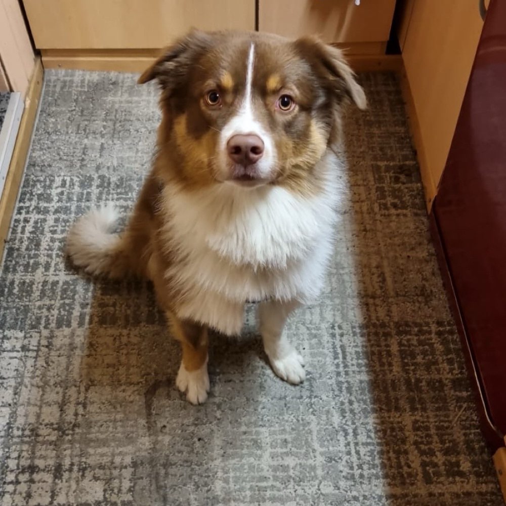 Hundetreffen-Treffen für spielen-Profilbild