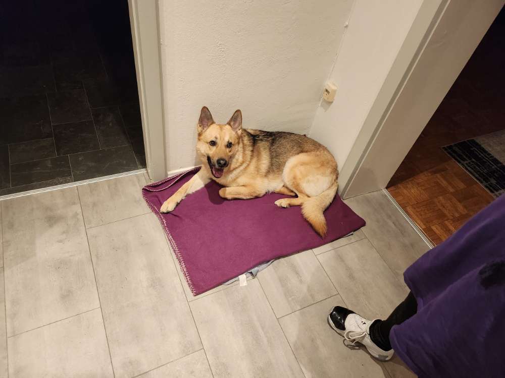 Hundetreffen-Treffen zum Spielen und Toben-Profilbild