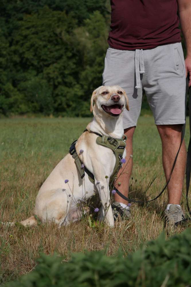 Hundetreffen-Gassirunde oder spieltreff-Profilbild