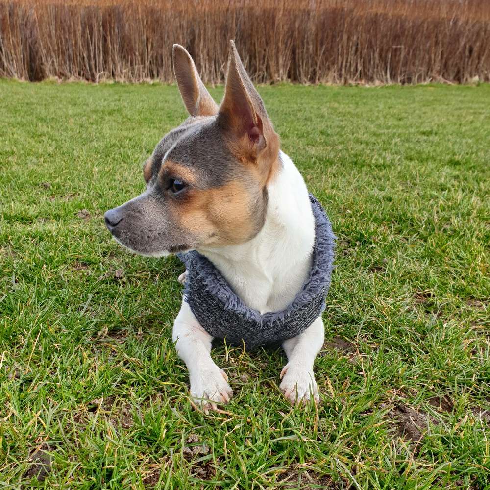 Hundetreffen-Junghundetreff-Profilbild