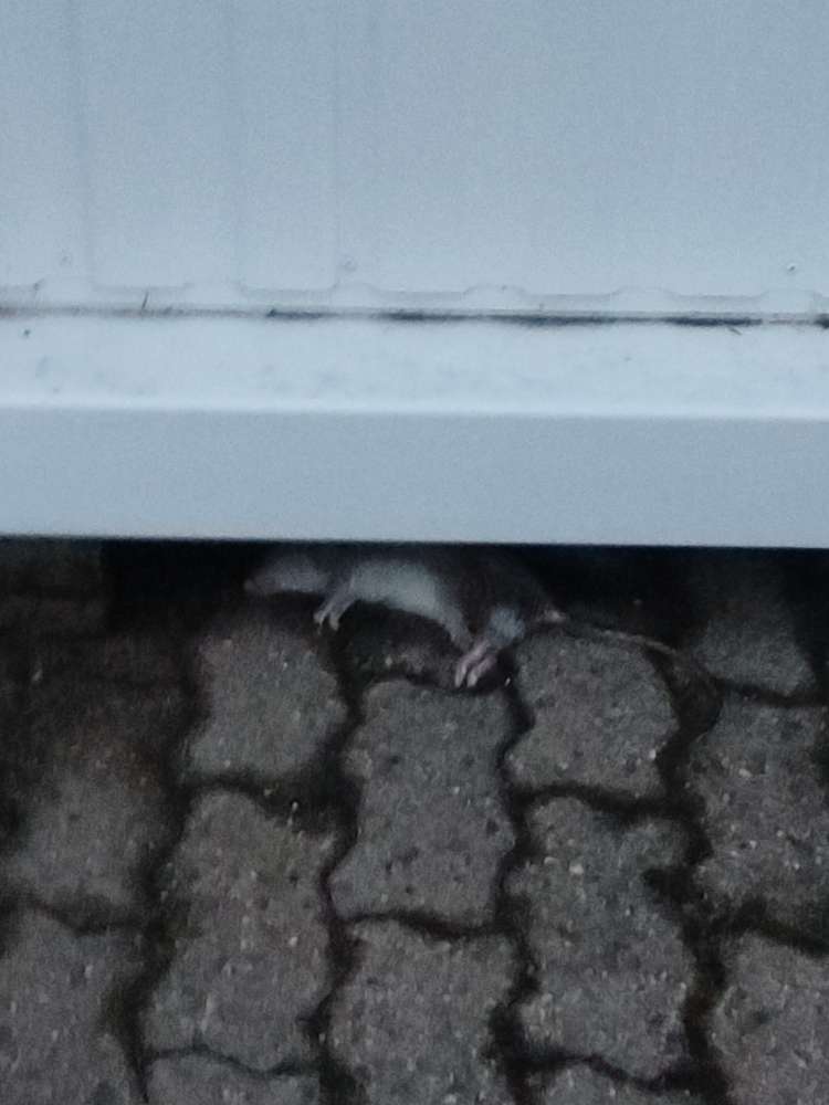 Giftköder-Rattenkadaver-Profilbild