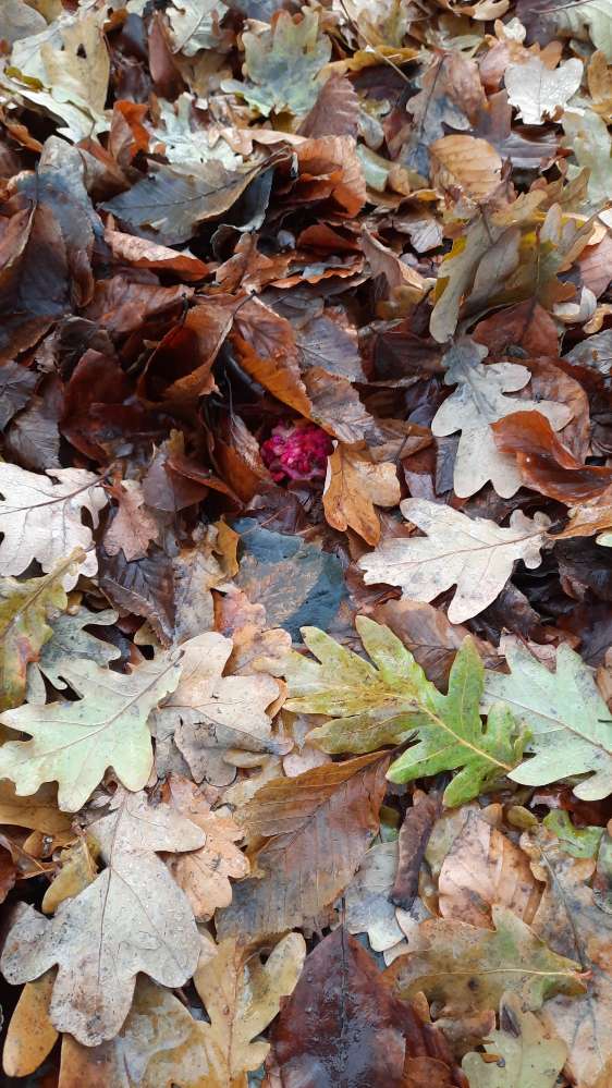 Giftköder-Giftköder-Profilbild