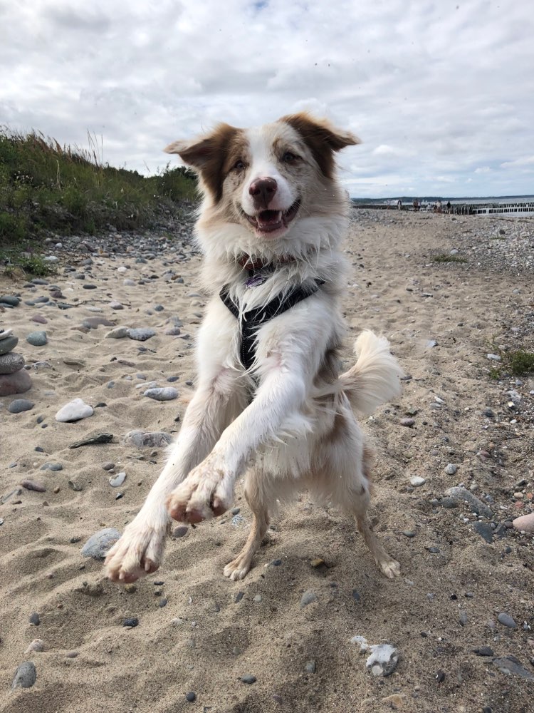Hundetreffen-Gemeinsame Spaziergänge und Trainings-Profilbild