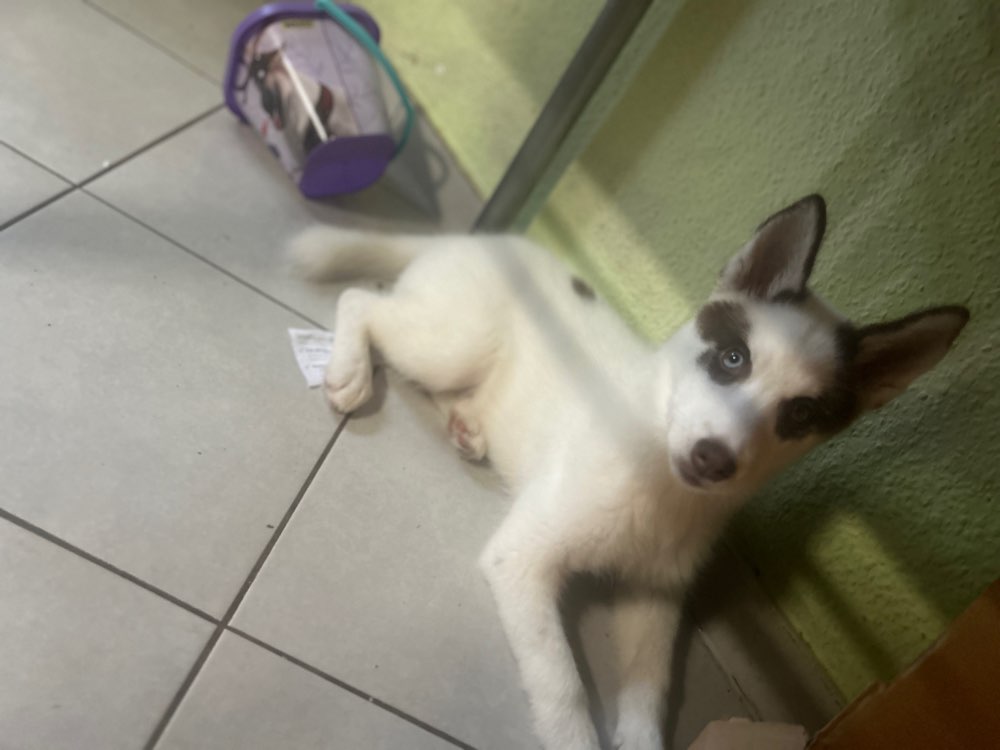 Hundetreffen-Welpen treffen Magdeburg-Profilbild