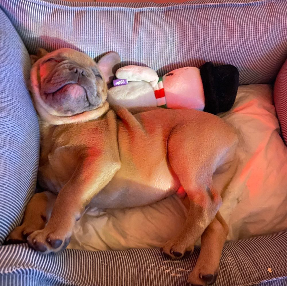 Hundetreffen-Hundetreff-Profilbild