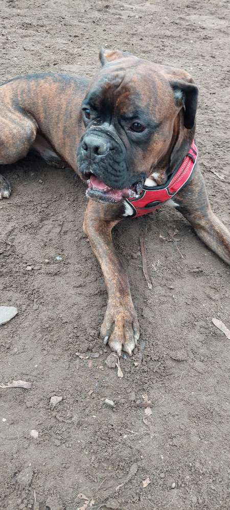 Hundetreffen-Toberunde-Profilbild