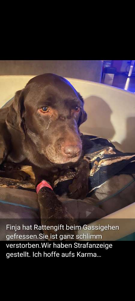 Giftköder-Evtl. Giftköder - besser etwas aufpassen-Profilbild