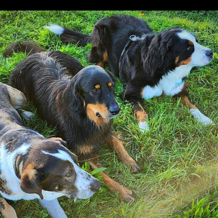 Hundetreffen-Wiesengrund Alterlangen-Profilbild