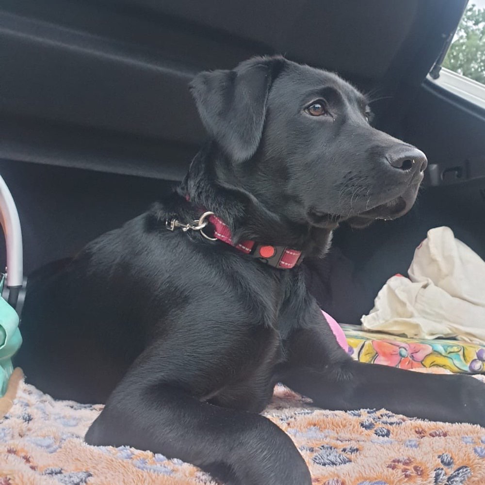 Hundetreffen-Wir sind auf der Suche nach einem Spielfreund/Freundin 🐕‍🦺🐾-Profilbild