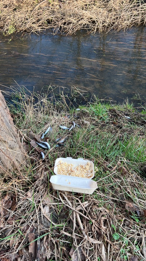 Giftköder-Reis und tote Fische-Profilbild