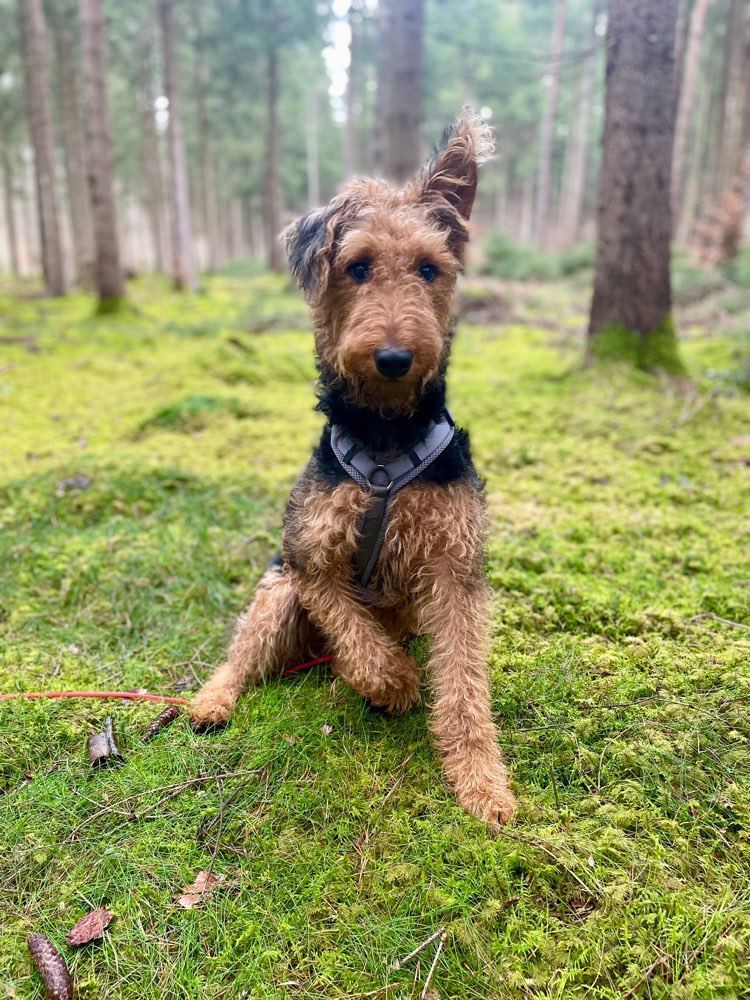 Hundetreffen-Hundebegegnungen stressfrei gestalten-Profilbild