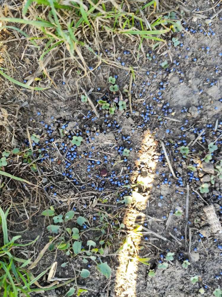 Giftköder-Blaue Körner. Evtl. Dünger-Profilbild