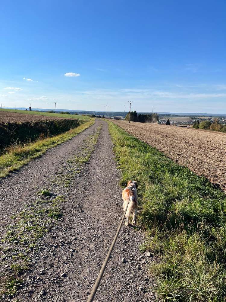 Hundetreffen-Wandern-Profilbild