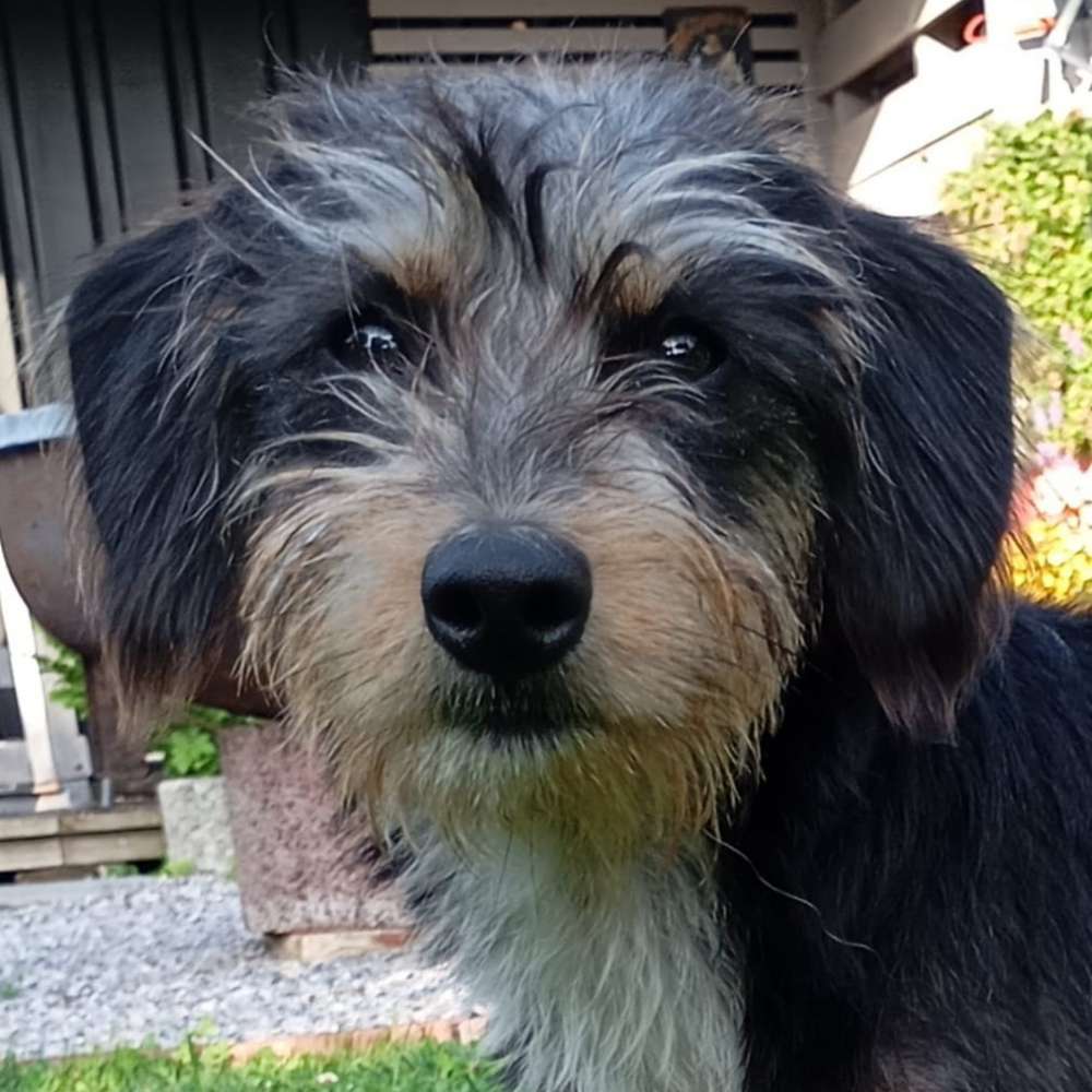 Hundetreffen-Bella würde gerne weitere Hunde Kennenlernen.-Profilbild