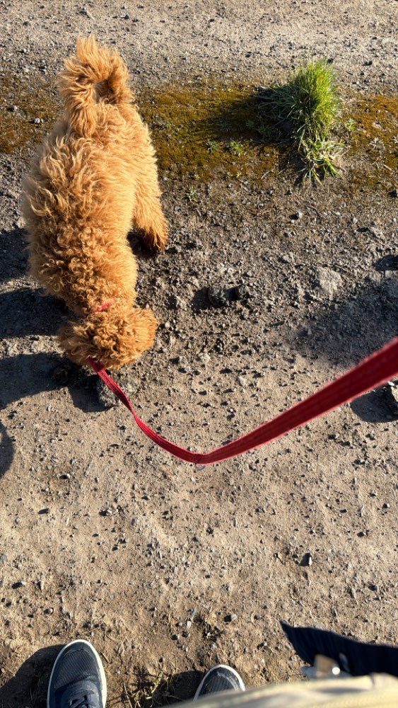 Hundetreffen-Treffen zum Gassi gehen und spielen-Profilbild