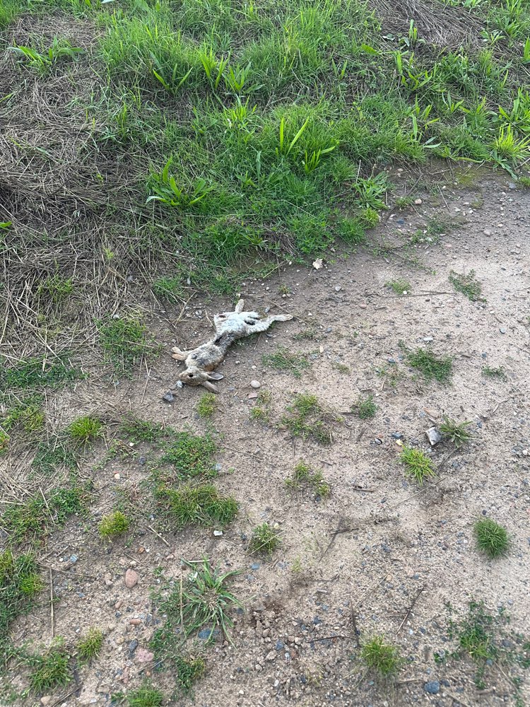 Giftköder-Toter Hase-Profilbild